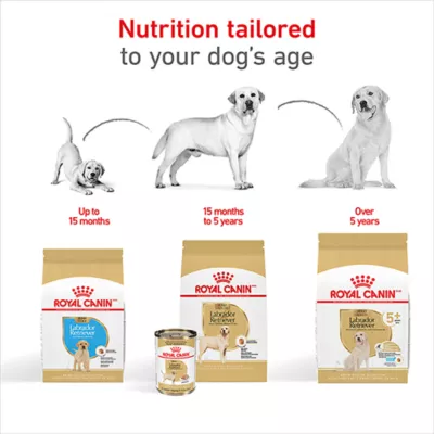 Royal Canin Breed Health Nutrition Labrador Retriever Puppy Dry Dog Food - Image 8