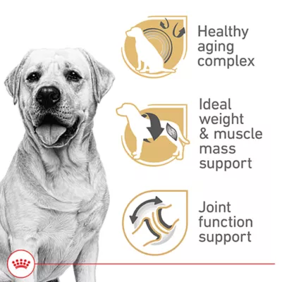 Royal Canin Breed Health Nutrition Labrador Retriever Senior 5+ Dry Dog Food - Image 3