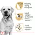 Royal Canin Breed Health Nutrition Labrador Retriever Senior 5+ Dry Dog Food image thumbnail 3