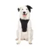 Canada Pooch Neoprene Dog Harness image thumbnail 1