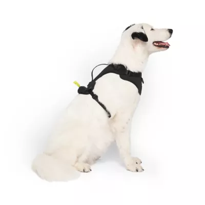 Canada Pooch Neoprene Dog Harness - Image 2