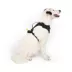 Canada Pooch Neoprene Dog Harness image thumbnail 6