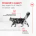 Royal Canin Feline Senior 11+ Wet Cat food - 5.1 OZ image thumbnail 3