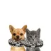 Comfurt Collar Pet Recovery Collar- Cheetah image thumbnail 2