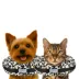 Comfurt Collar Dog & Cat Pet Recovery Collar, Stuffed Comfortable E-Collar, Cheetah, Multiple Sizes image thumbnail 2