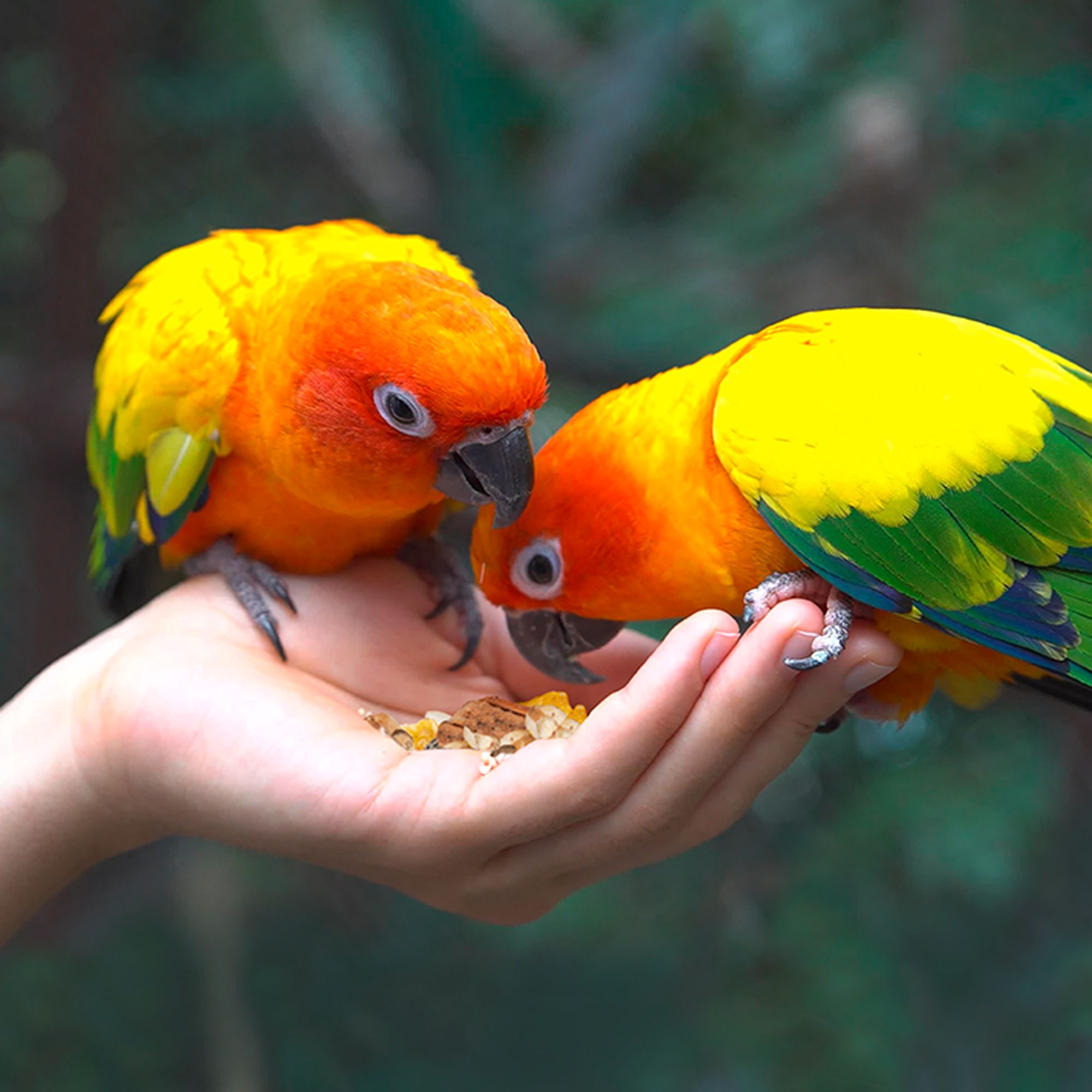 Vita Smart Safflower Select Conure Food - Seed Blend - thumbnail 4
