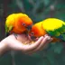 Vita Smart Safflower Select Conure Food image thumbnail 4