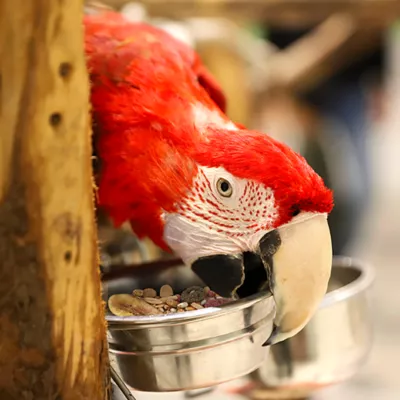 Vita Smart Safflower Select Parrot Food - Image 5