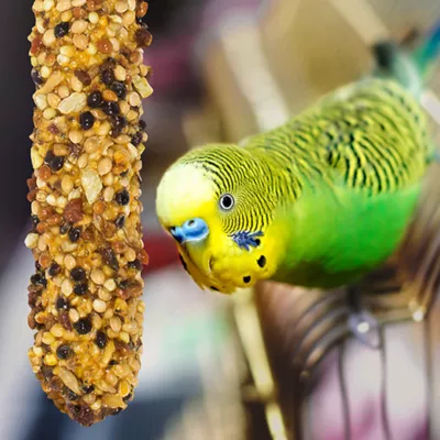 Vitakraft Crunch Sticks Variety Pack Parakeet Bird Treat - Image 4