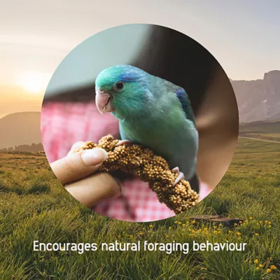 HARI Spray Millet Treat for Birds - Image 4