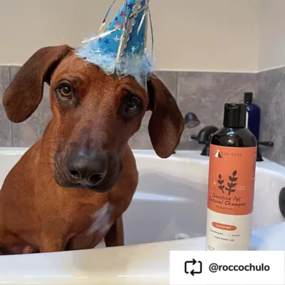 kin + kind Sensitive Skin Natural Shampoo W/ Oatmeal For Cats & Dogs, Hypoallergenic & Unscented - Image 7