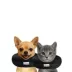 Comfurt Collar Pet Recovery Collar- Black image thumbnail 2