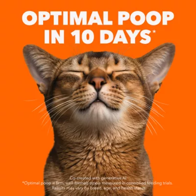 IAMS Proactive Health Cat Dry Food Salmon Flavour for Kittens - Image 2