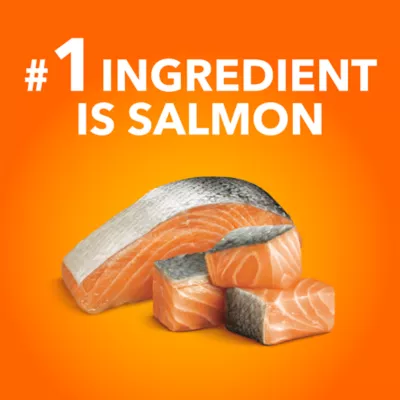 IAMS Proactive Health Cat Dry Food Salmon Flavour for Kittens - Image 3