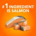 IAMS Proactive Health Cat Dry Food Salmon Flavour for Kittens image thumbnail 3