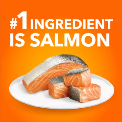 Iams Proactive Health Adult Cat Dry Food Salmon Flavour - Image 3
