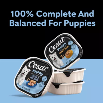 CESAR Filets in Sauce Soft Wet Food for Puppy - Chicken Flavour - Image 7