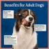 Blue Buffalo Love Made Fresh Adult Fresh Dog Food - Beef Stew image thumbnail 7