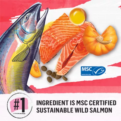 Beyond Superfood Blend Wild Caught Salmon, Egg & Pumpkin Recipe Dry Cat Food - Image 3