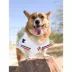 Pets First Minnesota Twins Jersey image thumbnail 4