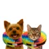 Comfurt Collar Dog & Cat Pet Recovery Collar, Stuffed Comfortable E-Collar, Tie Dye, Multiple Sizes image thumbnail 2