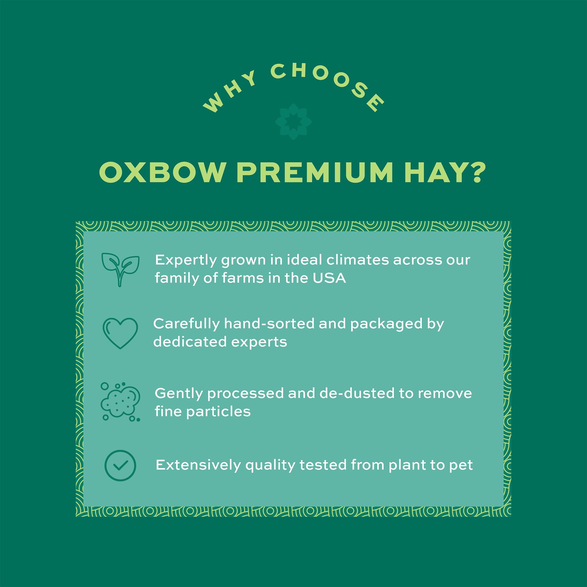 Oxbow Foraging Hay Blend Teff & Western Timothy Hay - Rabbit & Guinea Pig Food - thumbnail 3
