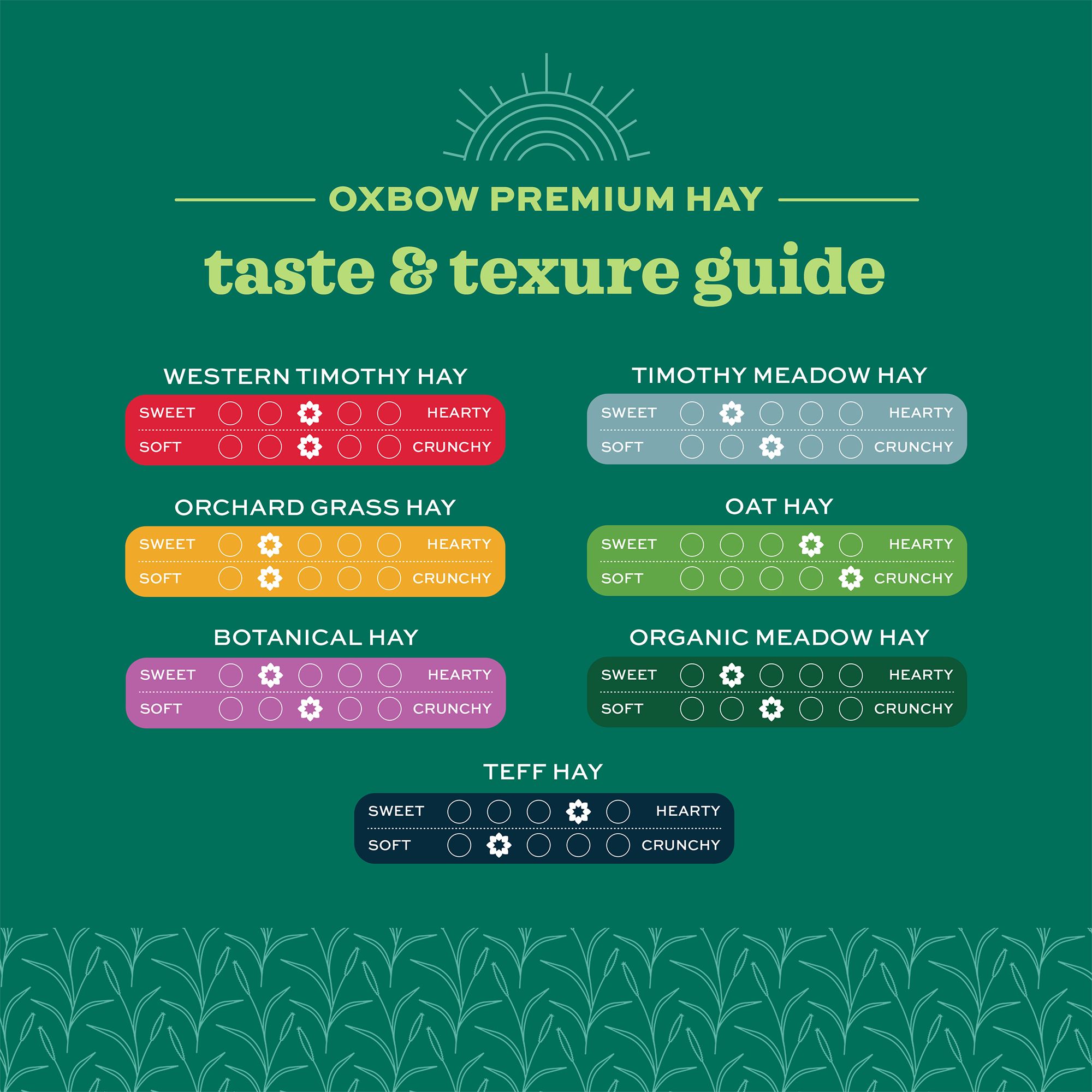 Oxbow Foraging Hay Blend Teff & Western Timothy Hay - Rabbit & Guinea Pig Food - thumbnail 4