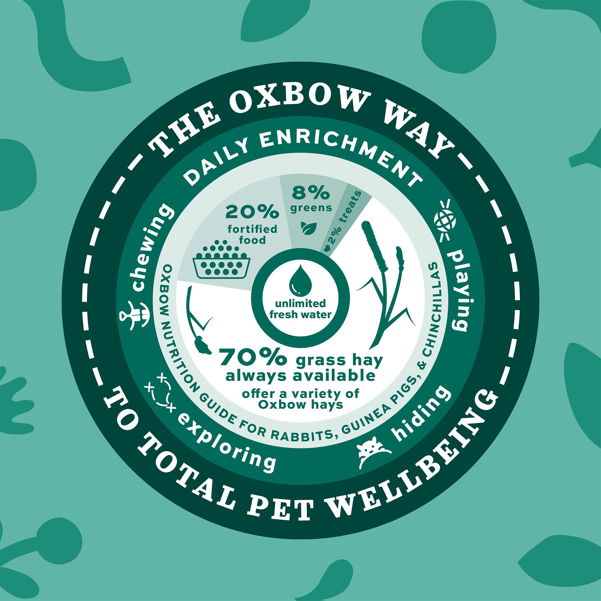 Oxbow Foraging Hay Blend Teff & Western Timothy Hay - Rabbit & Guinea Pig Food - thumbnail 5