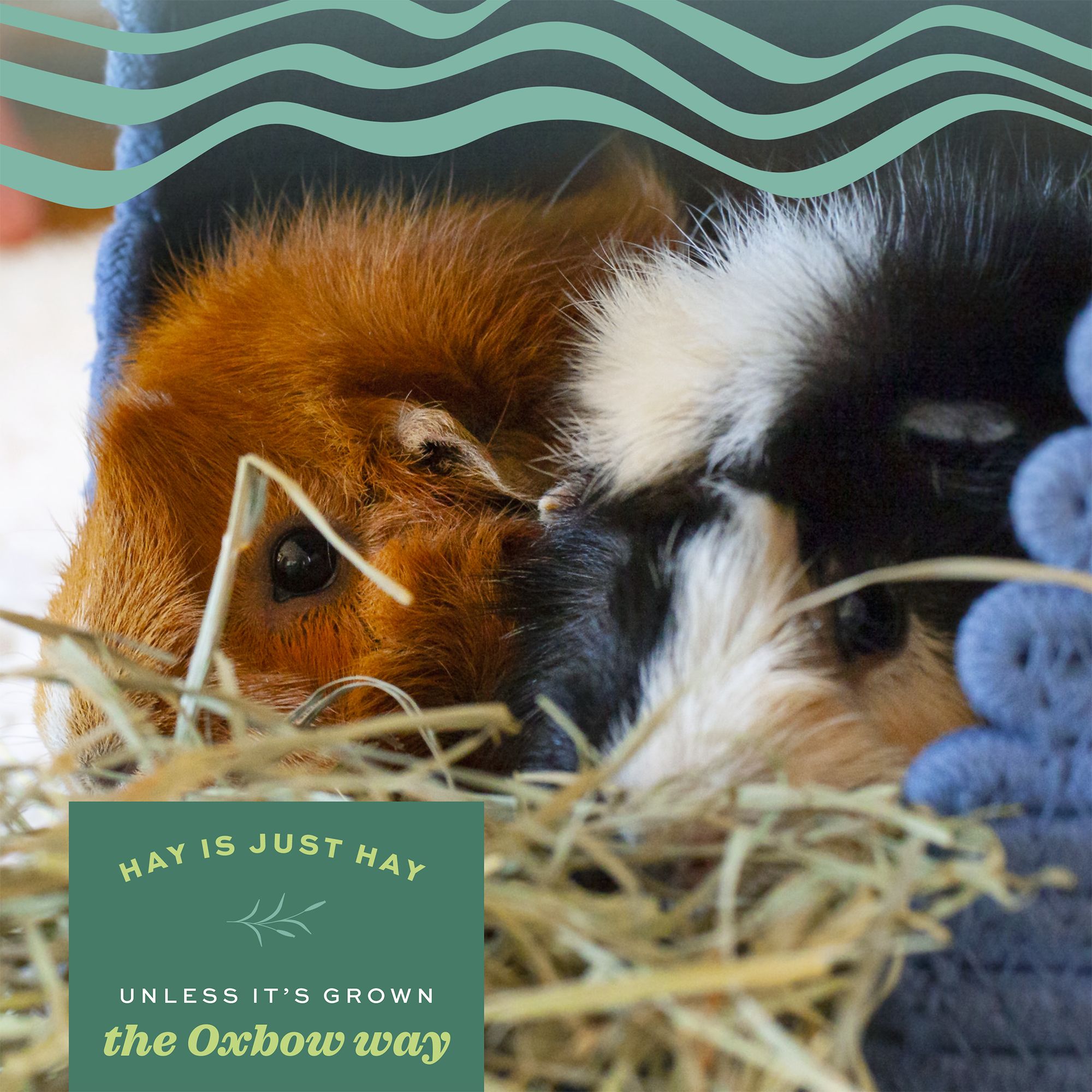 Oxbow Foraging Hay Blend Teff & Western Timothy Hay - Rabbit & Guinea Pig Food - thumbnail 6