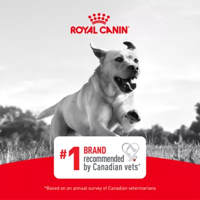 Royal Canin Breed Health Nutrition French Bulldog Adult Loaf in Sauce Canned Dog Food, 3 oz - Image 7