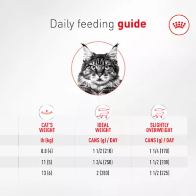 Royal Canin® Feline Health Nutrition Senior Ultra Soft Mousse Canned Cat Food - Image 7