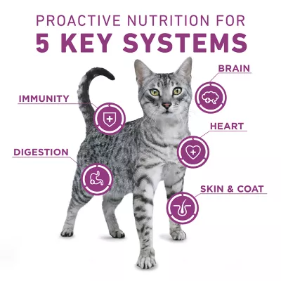 Purina® ONE® +Plus Whole Body Support Adult Cat Dry Food - Chicken - Image 4