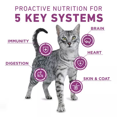 Purina® ONE® +Plus Whole Body Support Adult Cat Dry Food - Chicken - Image 3