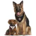 Pets First Atlanta United Reversible Bandana image thumbnail 2