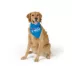Top Paw® Red, White & Woof Bandana image thumbnail 1