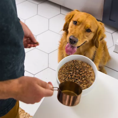 Nulo MedalSeries Baked & Coated Adult Dry Dog Food - Salmon - Image 7