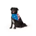 Top Paw® American Flag Bandana image thumbnail 1
