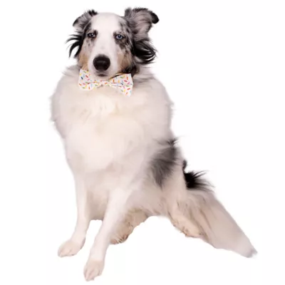 Celebrations Buttons & Bones Birthday Tie & Bow Collar Slide - Image 3