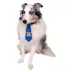 Celebrations Buttons & Bones Birthday Tie & Bow Collar Slide image thumbnail 4