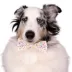 Celebrations Buttons & Bones Birthday Tie & Bow Collar Slide image thumbnail 5