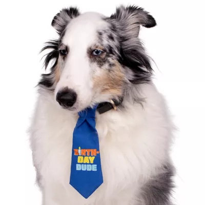 Celebrations Buttons & Bones Birthday Tie & Bow Collar Slide - Image 6