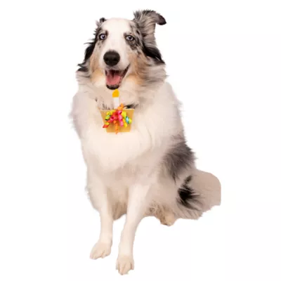 Celebrations Buttons & Bones Birthday Cupcake Collar Slide - Image 3