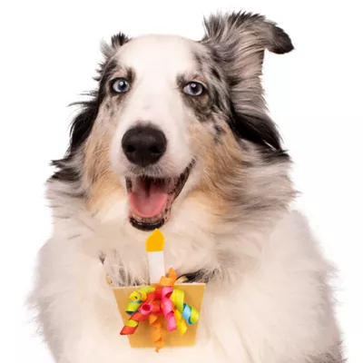 Celebrations Buttons & Bones Birthday Cupcake Collar Slide - Image 4