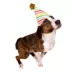 Celebrations Buttons & Bones Striped Birthday Party Hat image thumbnail 3