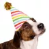 Celebrations Buttons & Bones Striped Birthday Party Hat image thumbnail 4