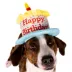 Celebrations Buttons & Bones Birthday Cake Bucket Hat image thumbnail 3