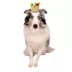 Celebrations Buttons & Bones Birthday Crown Hat image thumbnail 3