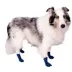 Buttons & Bones Everyday Dog Bone Socks image thumbnail 5