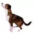 Buttons & Bones Everyday Ballet Slipper Socks image thumbnail 5
