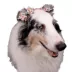 Buttons & Bones Everyday Flower Hair Bow Set image thumbnail 4